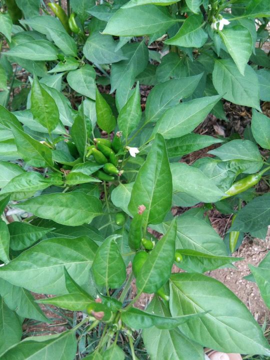 自己動手,豐衣足食,在家裡和車庫前面種的辣椒能自給自足啦 自己動手,豐衣足食,在家裡和車庫前面種的辣椒能自給自足啦