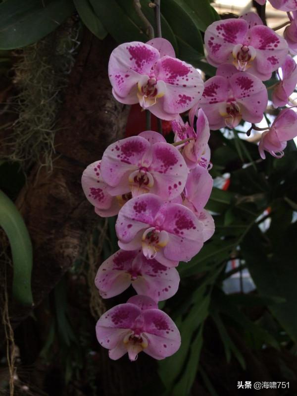 雲臺花園花的海洋