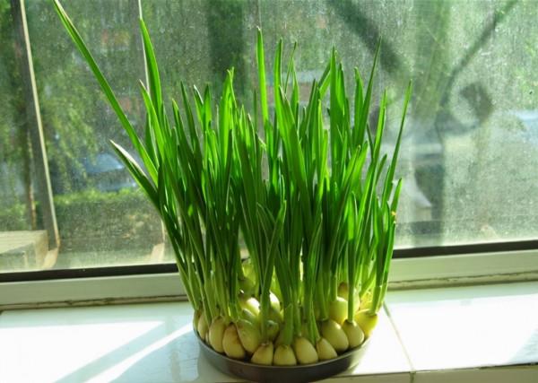 天冷了，陽臺種蔬菜，首選這8種，0度凍不死，吃一茬冒一茬