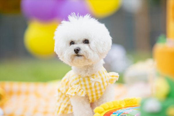 這幾種狗狗，也太適合小女生了吧！快送給你女朋友