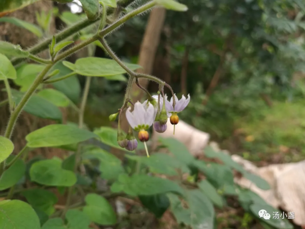 白英：清熱解毒、利溼消腫、抗癌