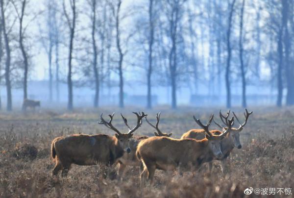 【 秘境麋鹿 】 【 秘境麋鹿 】