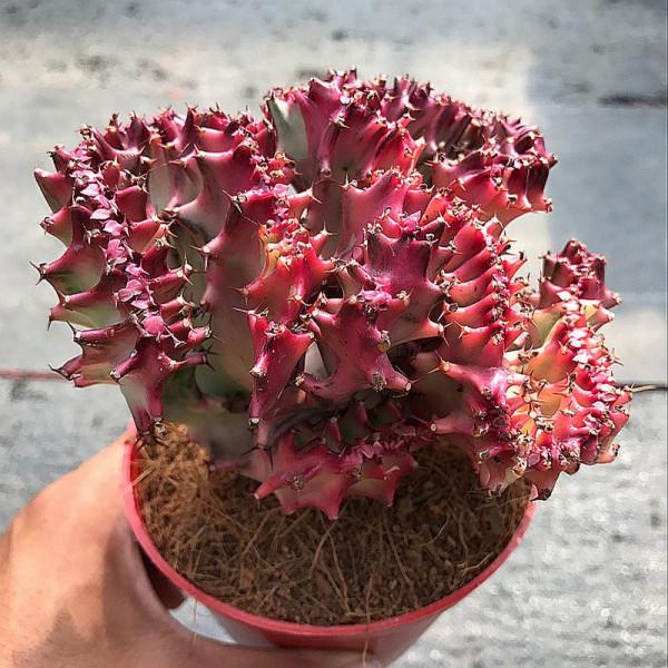 “懶人”就養這10種花,一個月不澆水也死不了,盆土越幹越易開花 “懶人”就養這10種花,一個月不澆水也死不了,盆土越幹越易開花