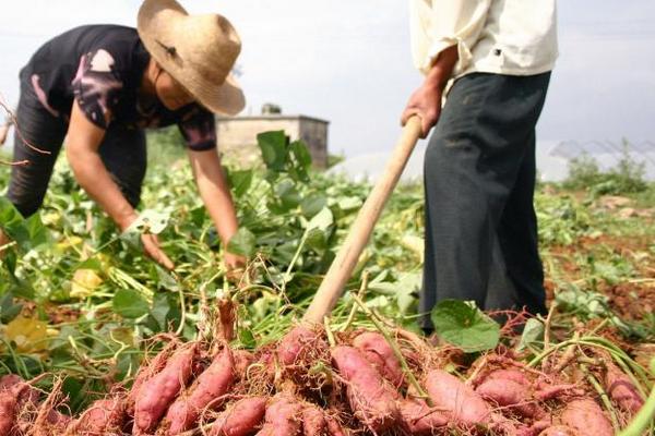 小夥捨棄百萬年薪，返鄉種植榴蓮味菠蘿蜜，年銷售額突破三千萬元