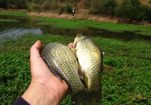 吃不完的月餅可以拿去打窩喲