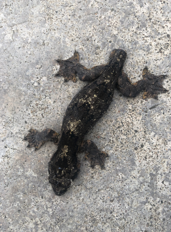 納板河發現傘虎，專家：看到圖片就覺得不是大壁虎