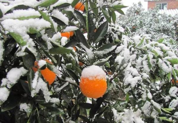 柑橘種植千萬條，冬季防凍第一條！這些方法趕緊收藏