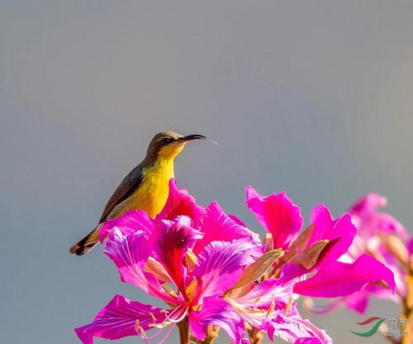 分享圖片一紫喉花蜜鳥 特別罕見珍貴的小鳥