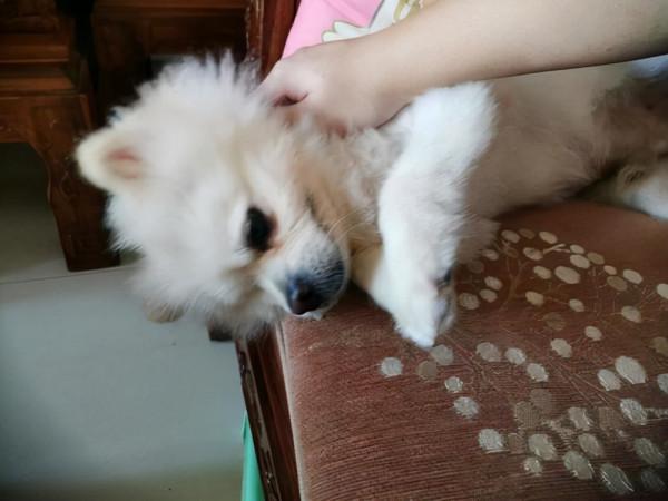 故事:韓國神奇&quot;哮天犬&quot;,化身最強家教監督孩子,它是怎麼被馴服的