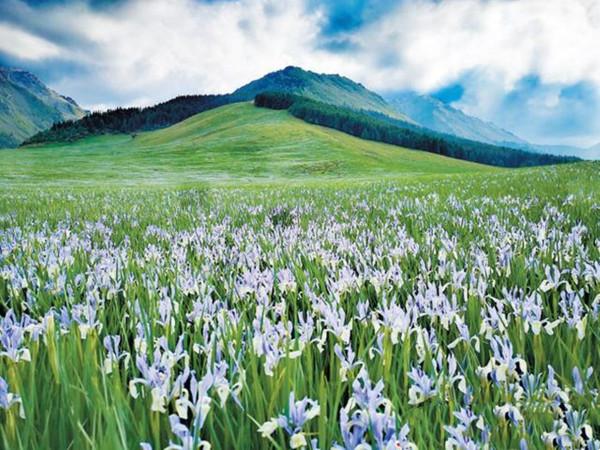 大周武則天時期涼州神鳥縣界的吐谷渾涼州大可汗陵慕容智墓誌釋讀 大周武則天時期涼州神鳥縣界的吐谷渾涼州大可汗陵慕容智墓誌釋讀