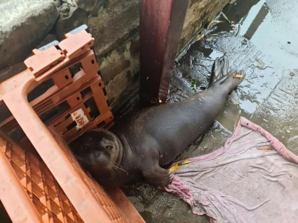 廚師看見廚房門口蹲著只被巨浪捲來的小海豹，可憐巴巴想討口魚吃