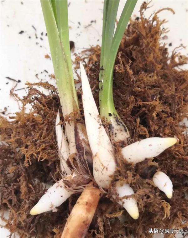 蘭花脫水了怎麼辦? 蘭花脫水了怎麼辦?