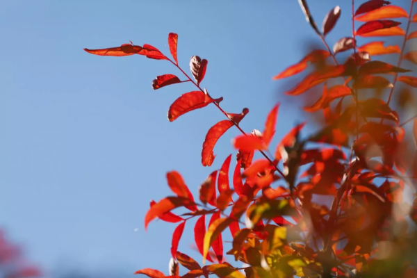 美成故事！這條路用紅、黃、藍三色驚豔了冬日時光