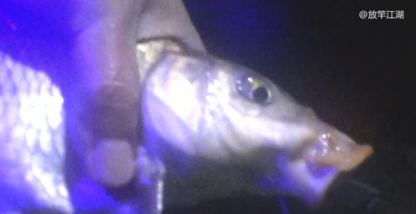 絕不封竿——深冬釣鯽魚精要