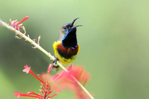 分享圖片一紫喉花蜜鳥 特別罕見珍貴的小鳥