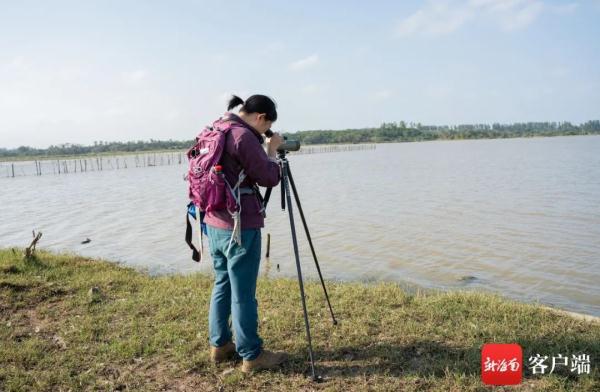 海南越冬水鳥調查:出門“自帶飯勺”的小傢伙現身啦 海南越冬水鳥調查:出門“自帶飯勺”的小傢伙現身啦
