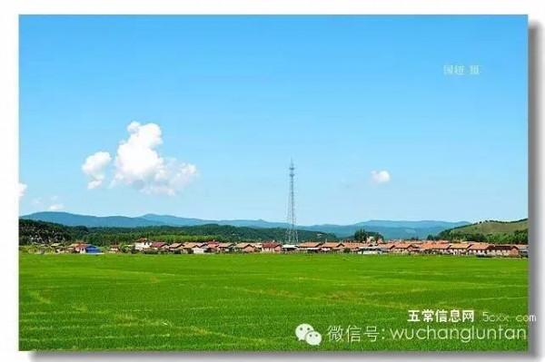 這是五常最美的夏日