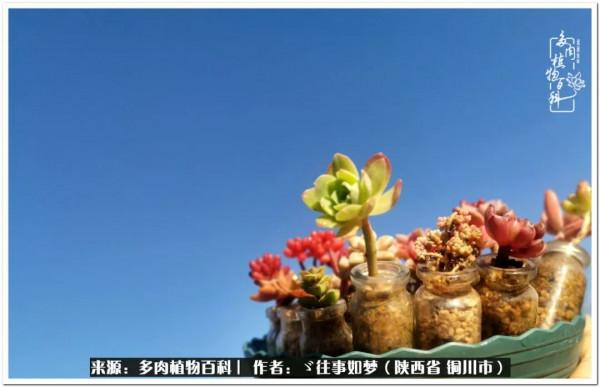 總有一段文字觸動心絃，總有那麼一盆多肉能打動你的心