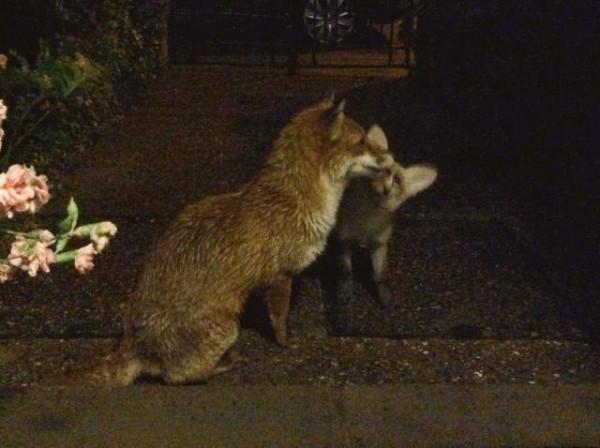 受傷狐狸尋求男子幫助，試探一年後，卻帶著“孩子”來投奔