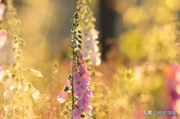 那些被名字耽誤了的極品花卉 那些被名字耽誤了的極品花卉