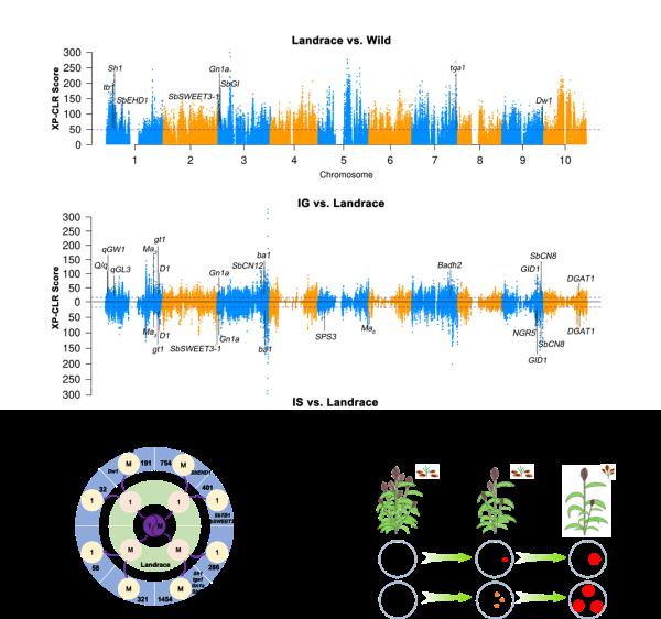 高粱是如何被人類馴化的？