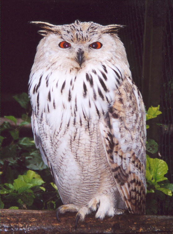 東江攬勝:收集常見鳥類圖譜之猛禽篇,攝鳥人自留地,建議收藏 東江攬勝:收集常見鳥類圖譜之猛禽篇,攝鳥人自留地,建議收藏