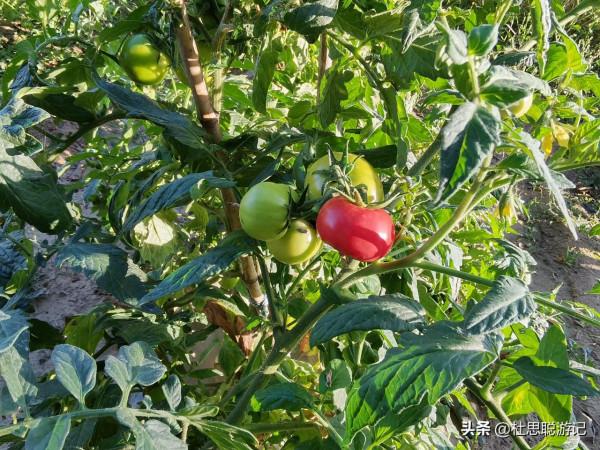 漢EV自駕新疆，大膽嘗試G7京新高速公路，服務區都沒有充電樁