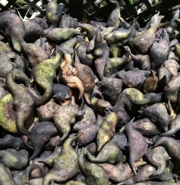 蘇州本地人都會吃的美食,你肯定想不到它居然藏在菜市場裡? 蘇州本地人都會吃的美食,你肯定想不到它居然藏在菜市場裡?