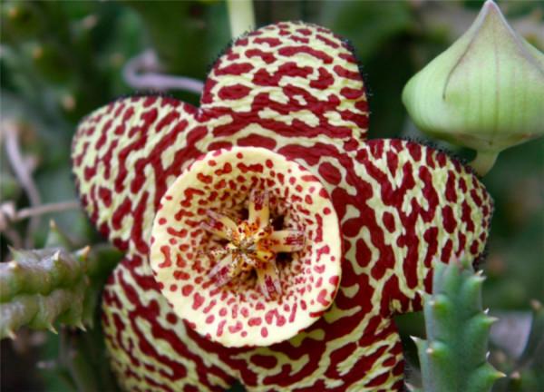 哪些花最好別在家裡養?聽我一句勸:這5種家養實在不太妥當 哪些花最好別在家裡養?聽我一句勸:這5種家養實在不太妥當