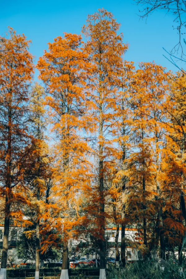 北京東路，喜提秋天