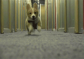 養這幾種狗等於“白養”,不能保護主人,有危險就跑了 養這幾種狗等於“白養”,不能保護主人,有危險就跑了