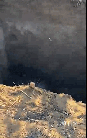 墨西哥一隻臭鼬跌下坑中,被救起三次,次次又跳下坑,已慌不擇路 墨西哥一隻臭鼬跌下坑中,被救起三次,次次又跳下坑,已慌不擇路