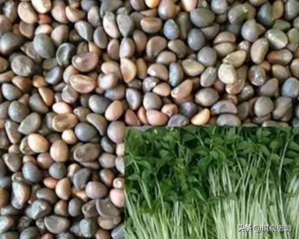 種菜哪些需用當年的種子，哪些要用隔年的種子？我告訴你答案