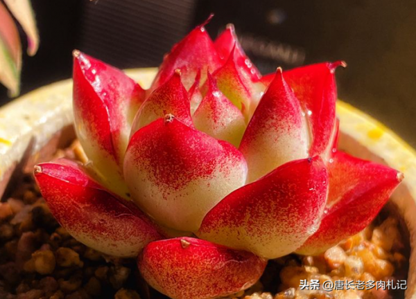 知道1-2釐米高的小多肉怎麼養嗎？養不好它們會長成&OpenCurlyDoubleQuote;豆芽菜&rdquo;哦