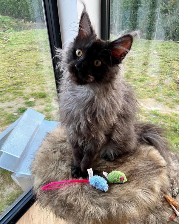 外國妹子養了只猴裡猴氣的緬因喵,這畫風,太大佬了 外國妹子養了只猴裡猴氣的緬因喵,這畫風,太大佬了