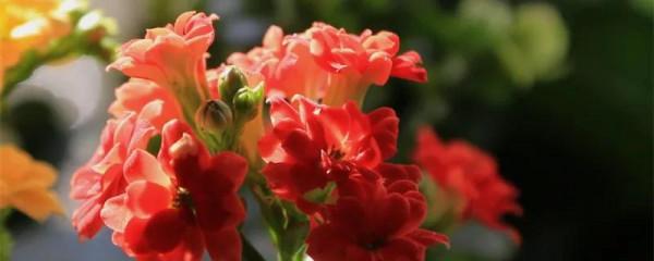 分享圖片&mdash;&mdash;長壽花寓意深遠