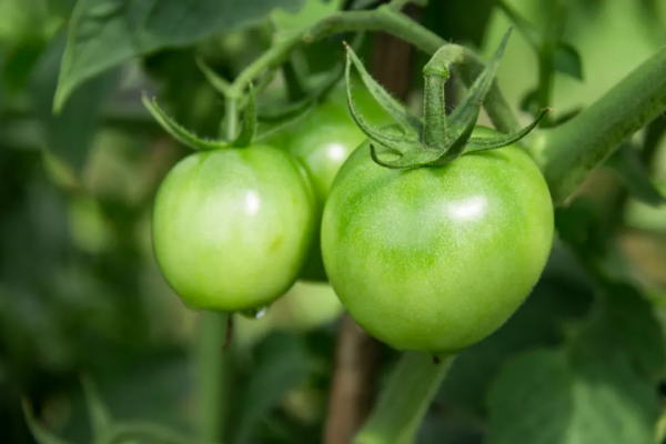 吃這 6 種蔬菜要當心！蕨菜、魚腥草竟然榜上有名