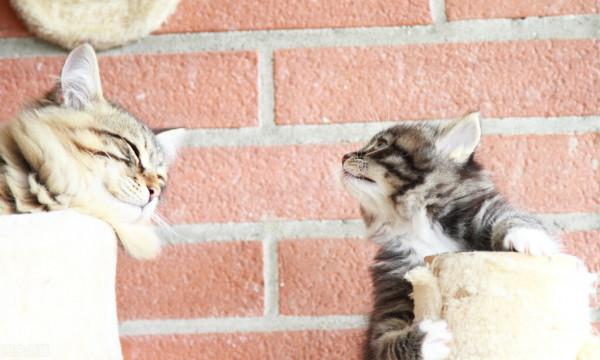 人們常說“貓有九條命”，這是真的嗎？為何貓從高處摔下也不會死