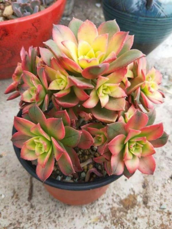 多肉植物 | 法師品種