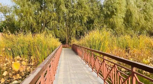 北京紅領巾公園秋色景美 北京紅領巾公園秋色景美