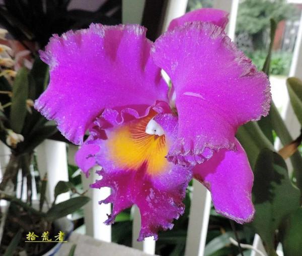 卡特蘭，雍容華麗，嬌豔多姿。譽稱&OpenCurlyDoubleQuote;洋蘭之王&rdquo;