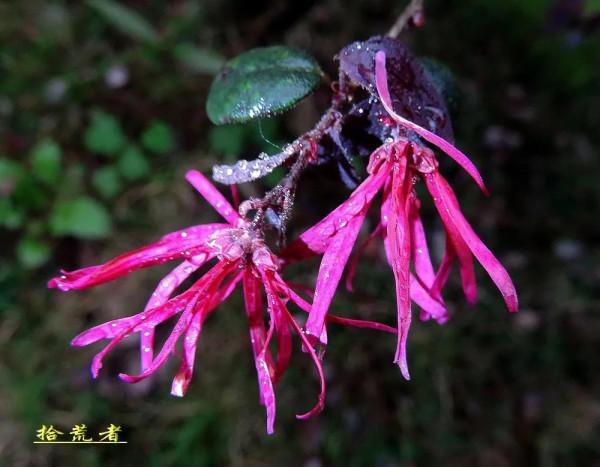 紅花繼木中國特色的花卉
