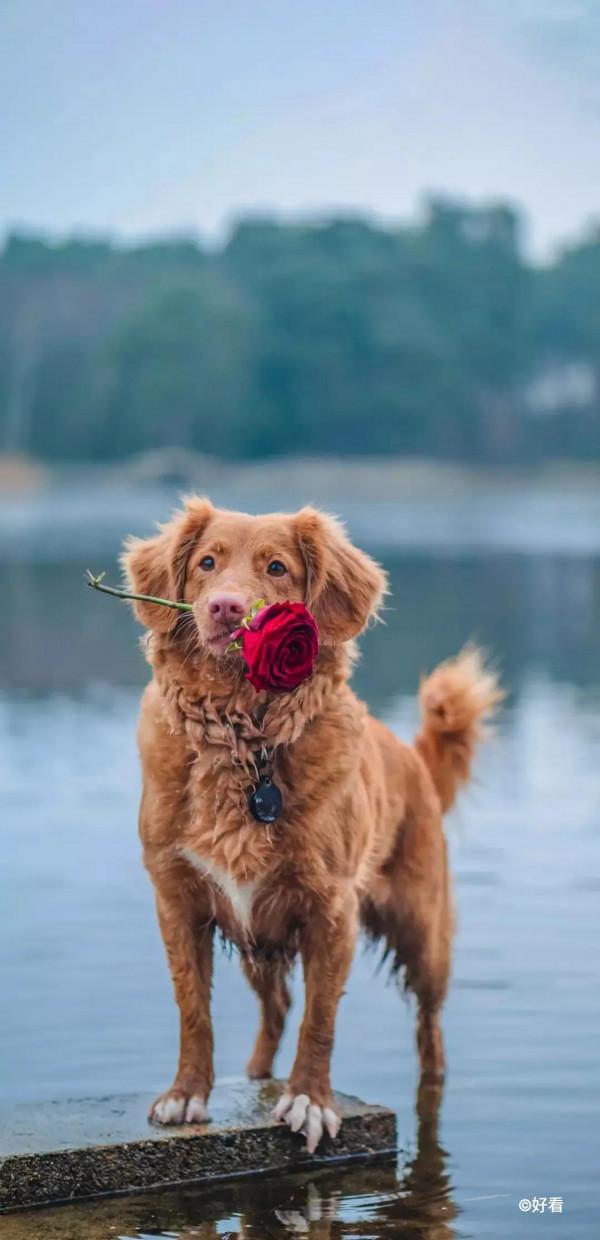 高畫質桌布丨超好看的寵物手機桌布，喜歡小動物的你不要錯過哦
