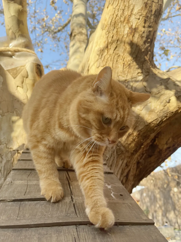 請注意,前方萌虎出沒 請注意,前方萌虎出沒