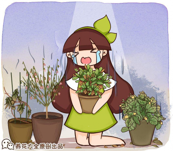 10種花天生“公主病”,真是沒得治,養花大神遇到也頭疼 10種花天生“公主病”,真是沒得治,養花大神遇到也頭疼