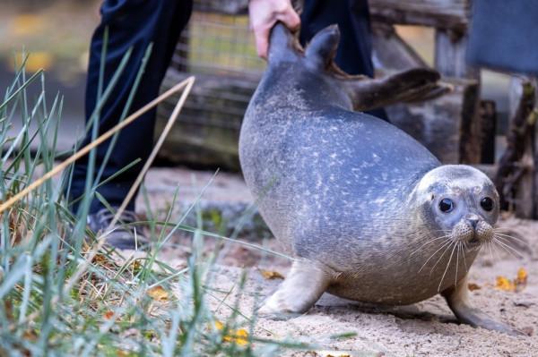 暢遊德國羅斯托克動物園,超萌小海豹“薩米”成焦點 暢遊德國羅斯托克動物園,超萌小海豹“薩米”成焦點