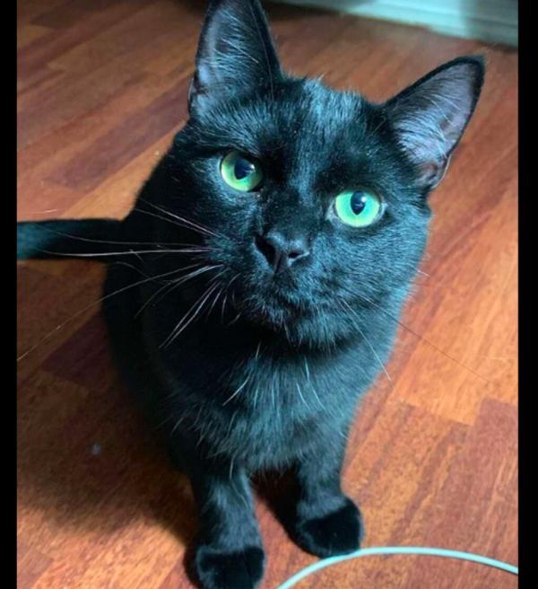 貓和老鼠成為好朋友,不僅為它在廚房找食物吃,人來了還幫它逃脫 貓和老鼠成為好朋友,不僅為它在廚房找食物吃,人來了還幫它逃脫