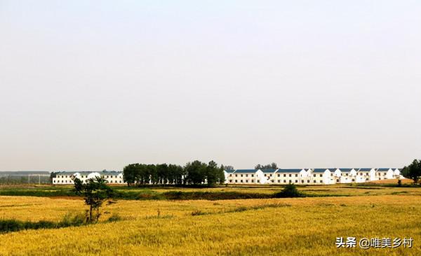 農村土地要統一耕種，小農戶怎麼辦？兩種選擇，大小農業做引領