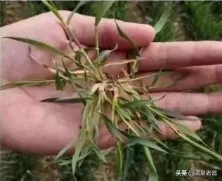 麥田“野麥”猖獗不用怕,掌握生長規律好治它 麥田“野麥”猖獗不用怕,掌握生長規律好治它