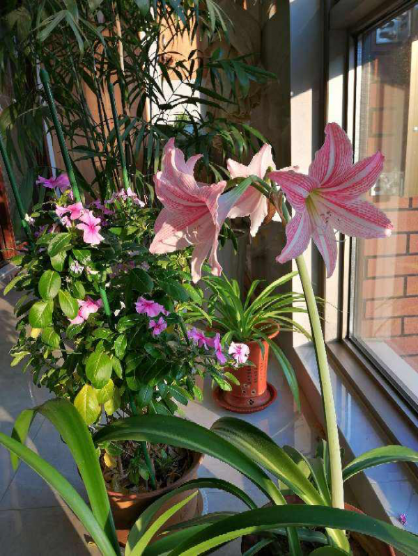 封閉陽臺想爆花，養4種“爆花機器”，剪一岔開一茬，摁都摁不住